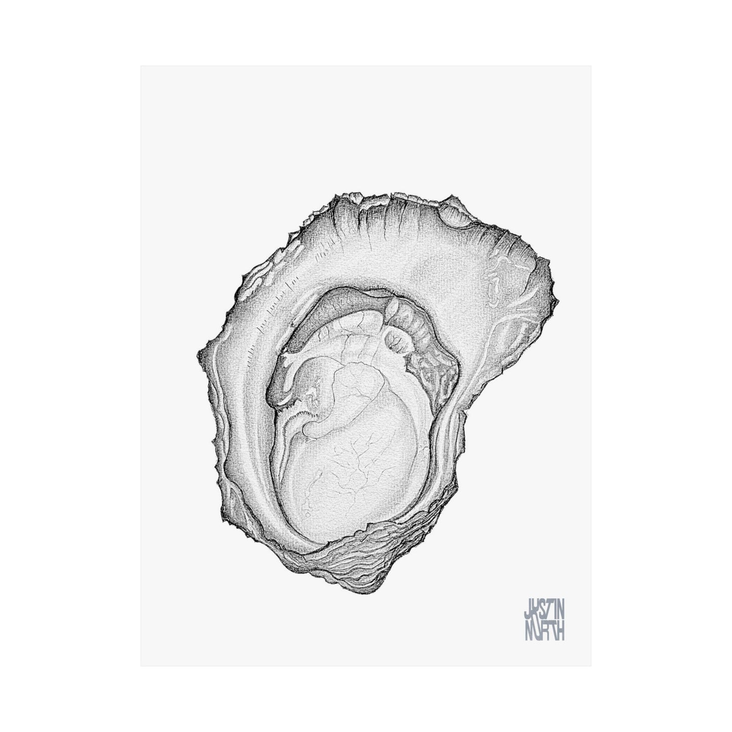 Rock Oyster Illustration