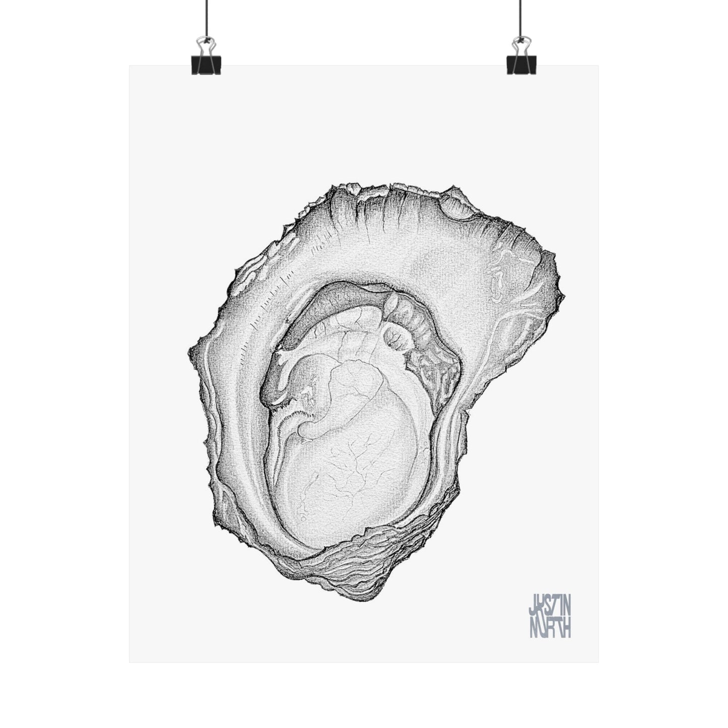 Rock Oyster Illustration