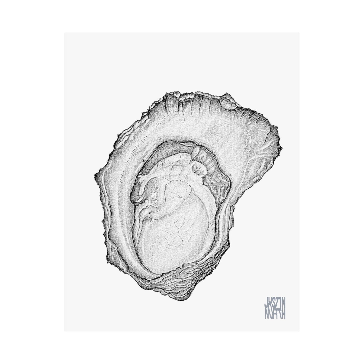 Rock Oyster Illustration