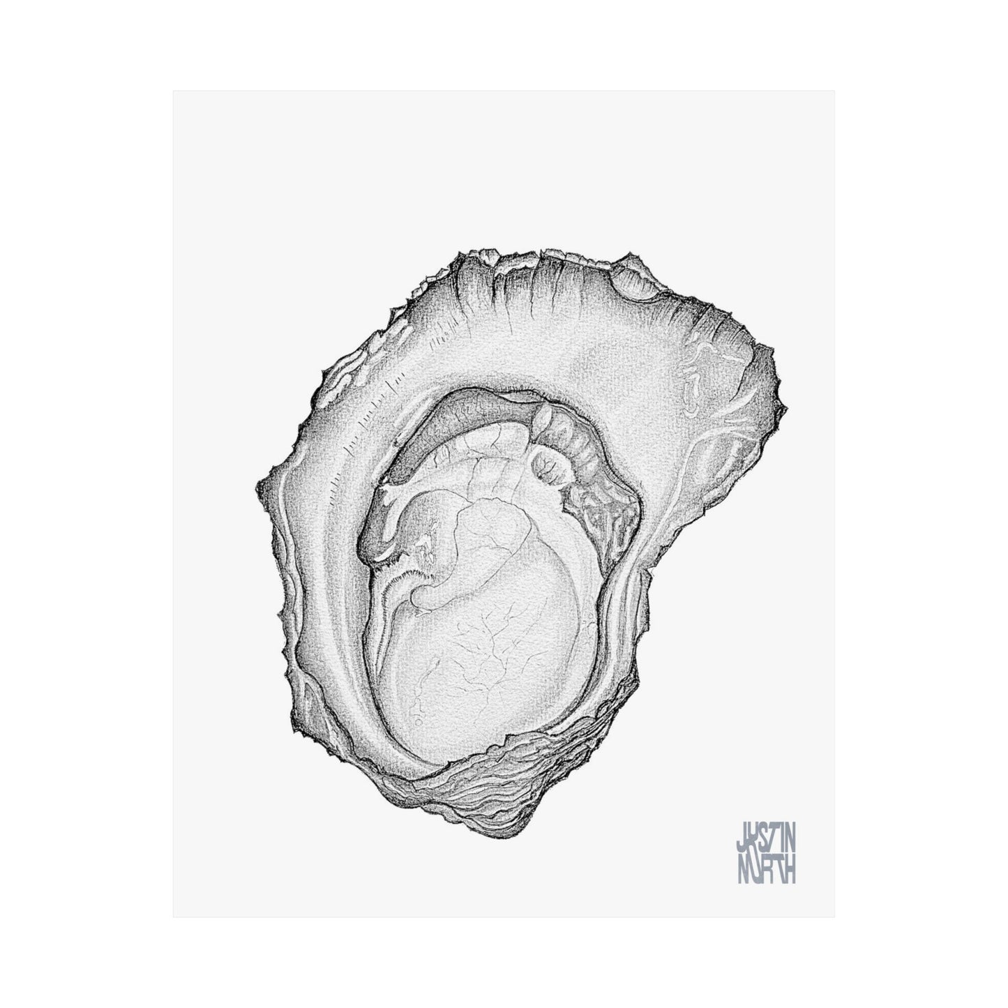 Rock Oyster Illustration