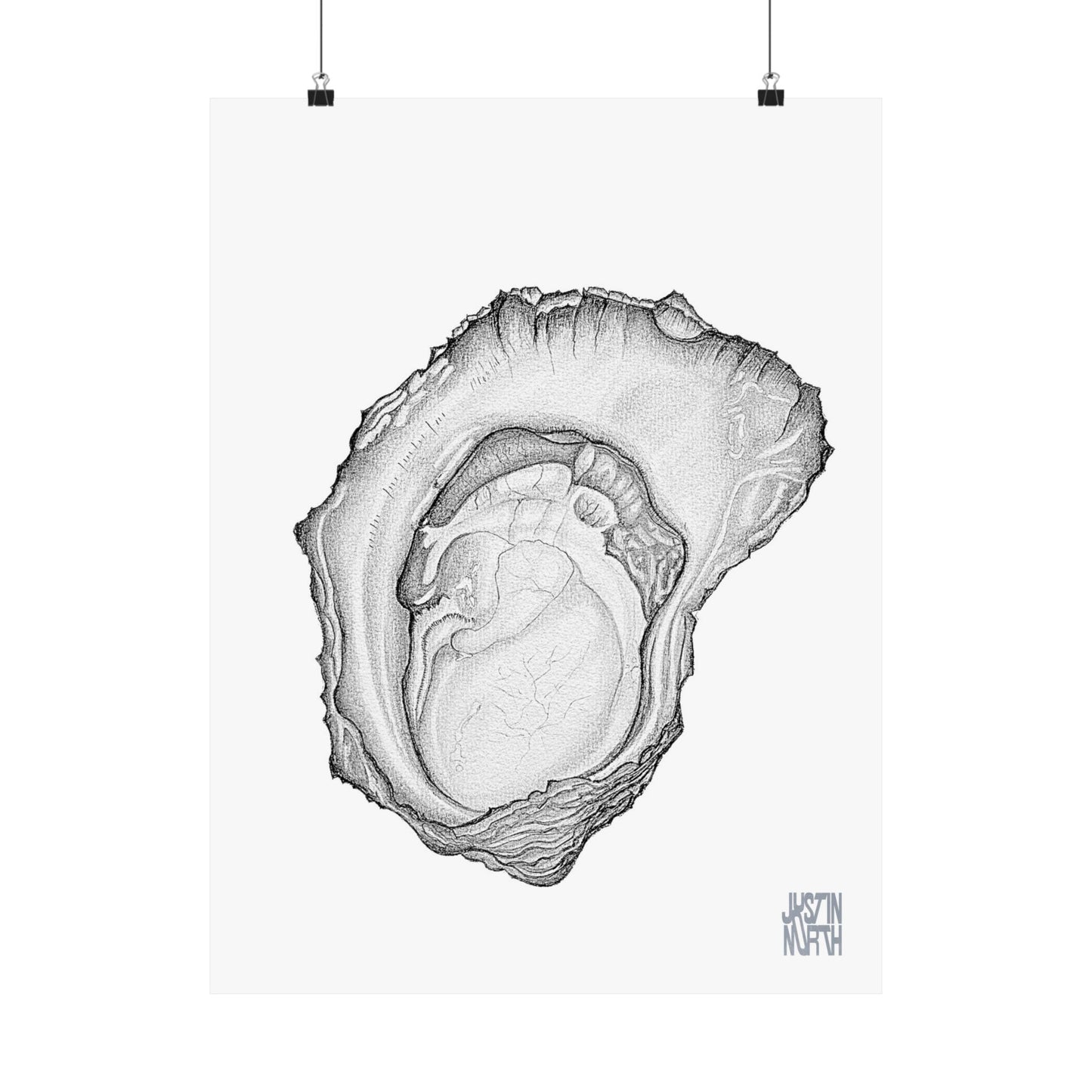 Rock Oyster Illustration